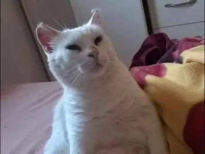 Gato raça SRD idade 6 ou mais anos nome Smigol Menin GRATIFICA