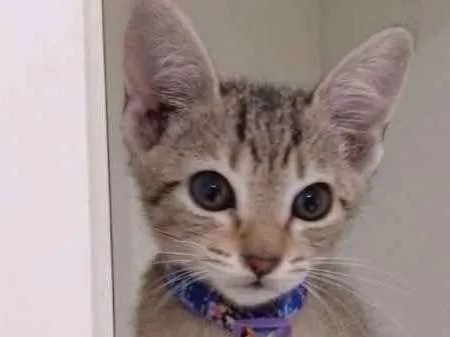 Gato ra a srd idade 2 a 6 meses nome Zack