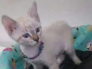 Gato ra a srd idade 2 a 6 meses nome Maria Flor
