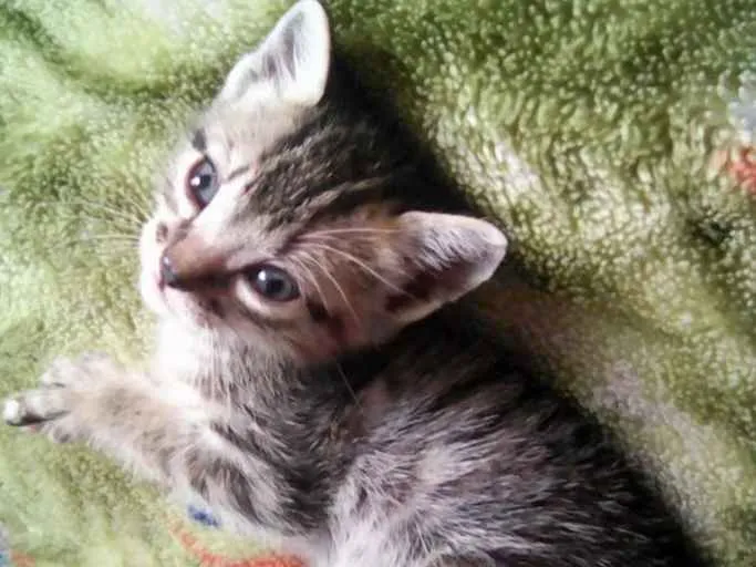 Gato ra a Indefinido idade 2 a 6 meses nome Bela