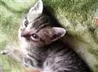 Gato raça Indefinido idade 2 a 6 meses nome Bela