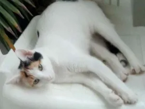 Gato raça Três Cores idade 7 a 11 meses nome Anitta
