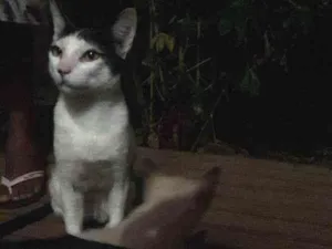 Gato raça SRD idade 2 a 6 meses nome Pretinha