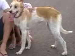 Cachorro raça Sem raça definida idade 5 anos nome Pink