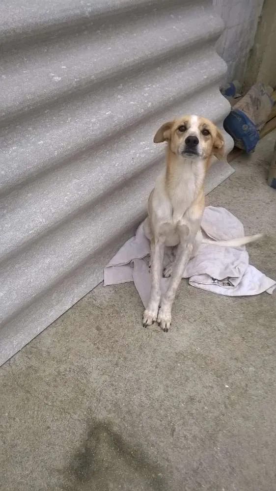 Cachorro ra a Sem raça definida idade 5 anos nome Pink