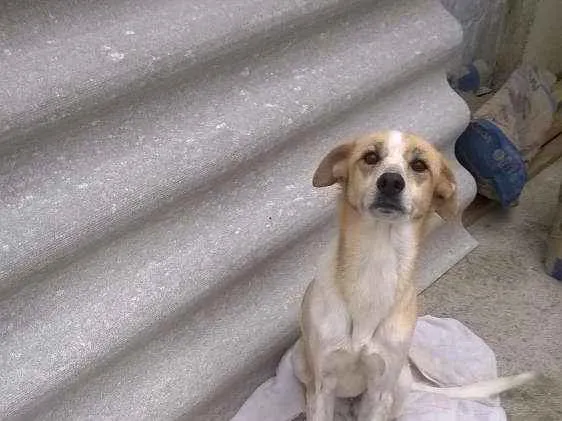 Cachorro ra a Sem raça definida idade 5 anos nome Pink