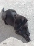 Doguinho