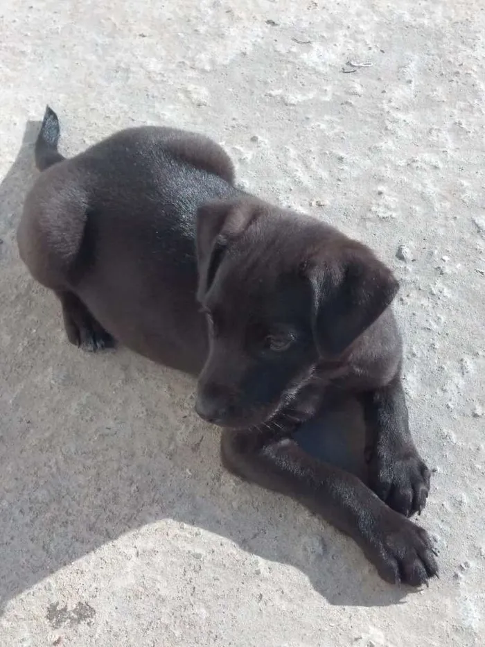 Cachorro ra a  idade Abaixo de 2 meses nome Doguinho
