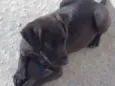 Doguinho