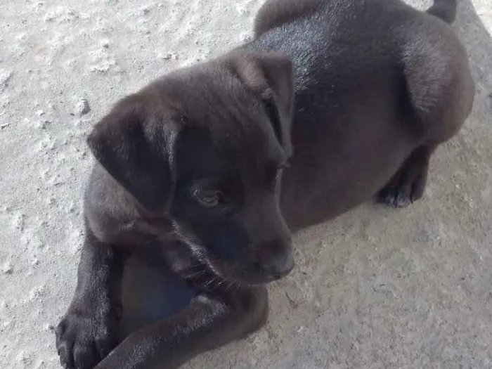 Cachorro ra a  idade Abaixo de 2 meses nome Doguinho