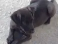 Doguinho