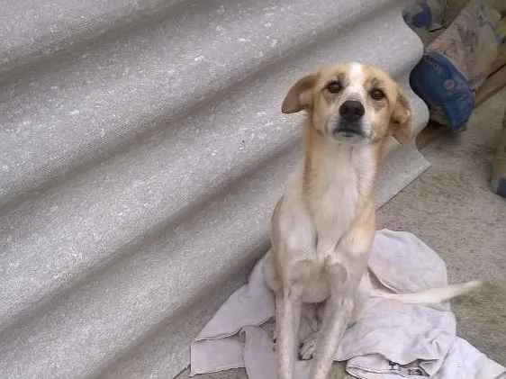 Cachorro ra a Sem raça definida idade 5 anos nome Pink