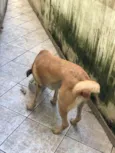 Boca