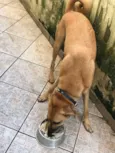 Boca