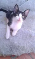Sandrinha