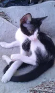 Sandrinha