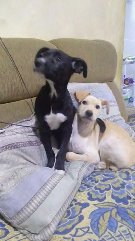 Cachorro ra a SRD idade 2 a 6 meses nome Vários
