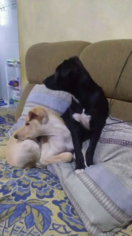 Cachorro ra a SRD idade 2 a 6 meses nome Vários