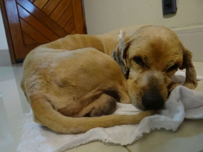 Cachorro ra a Vira-Lata idade 1 ano nome Antonym