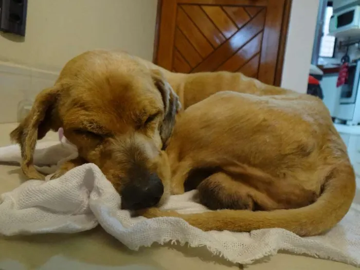 Cachorro ra a Vira-Lata idade 1 ano nome Antonym