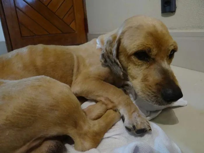 Cachorro ra a Vira-Lata idade 1 ano nome Antonym