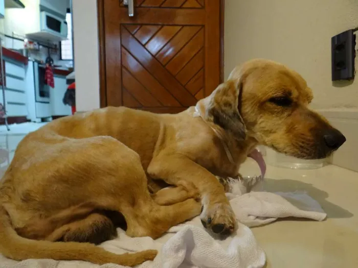 Cachorro ra a Vira-Lata idade 1 ano nome Antonym