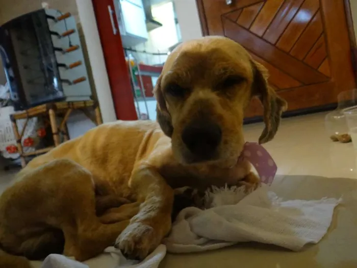 Cachorro ra a Vira-Lata idade 1 ano nome Antonym