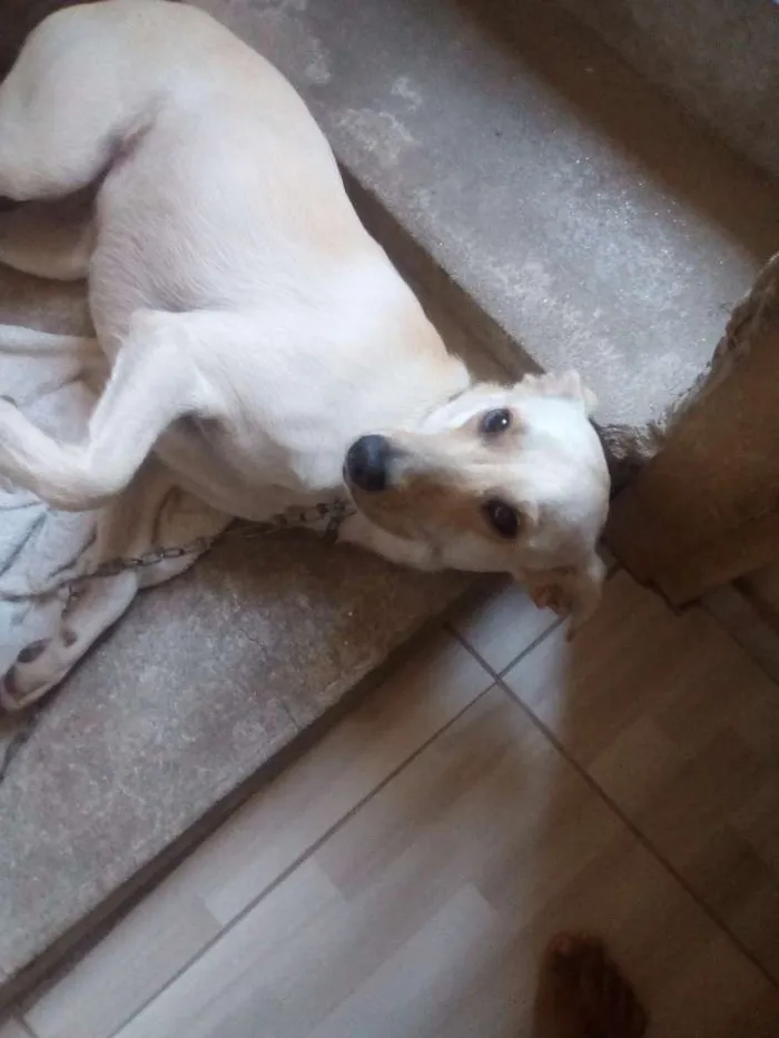 Cachorro ra a Sem raça definida idade 2 a 6 meses nome Lola