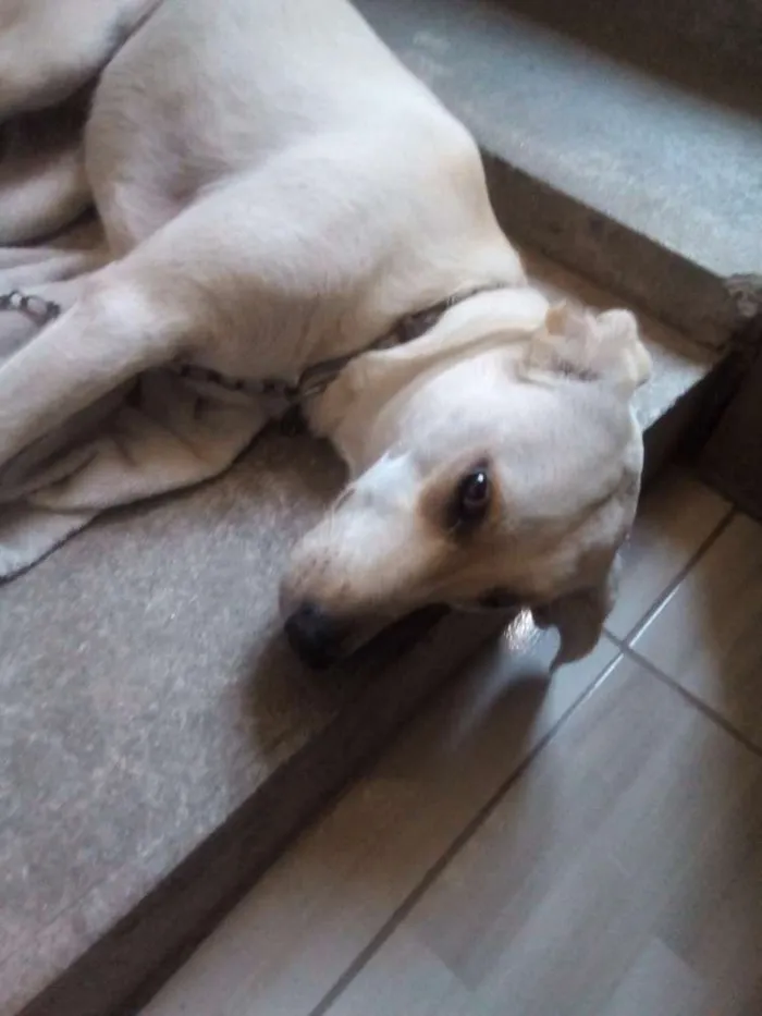 Cachorro ra a Sem raça definida idade 2 a 6 meses nome Lola