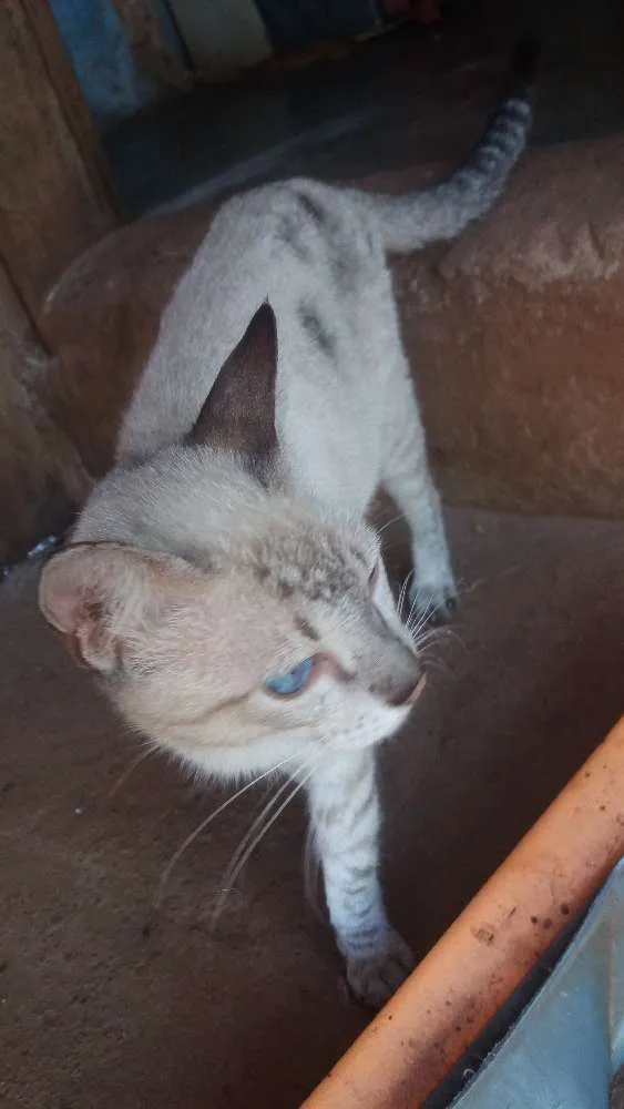 Gato ra a  idade  nome Não coloquei nomes