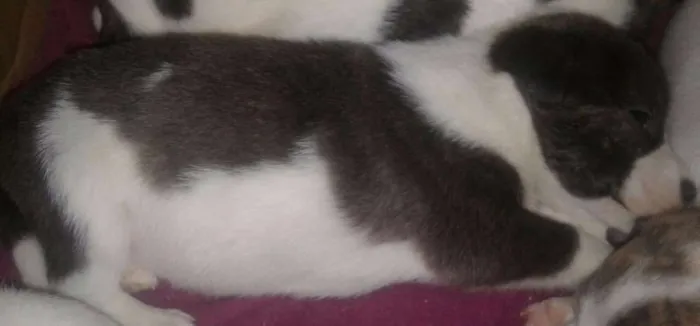 Cachorro ra a Mistura de Pit Bull idade 2 a 6 meses nome Não tenho nome ainda