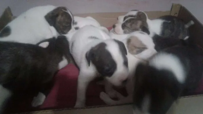 Cachorro ra a Mistura de Pit Bull idade 2 a 6 meses nome Não tenho nome ainda