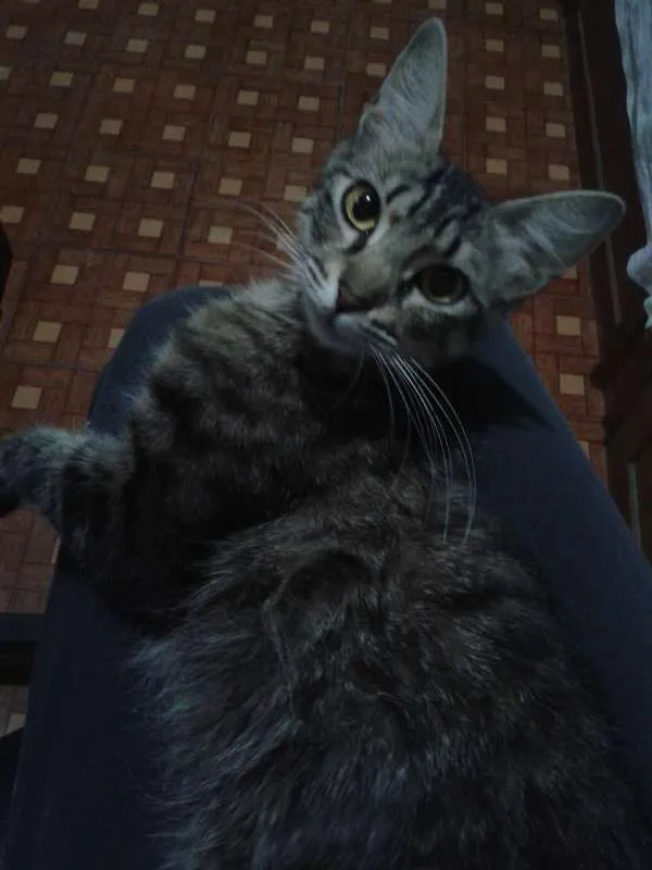 Gato ra a sem raça idade 7 a 11 meses nome Sem Nome