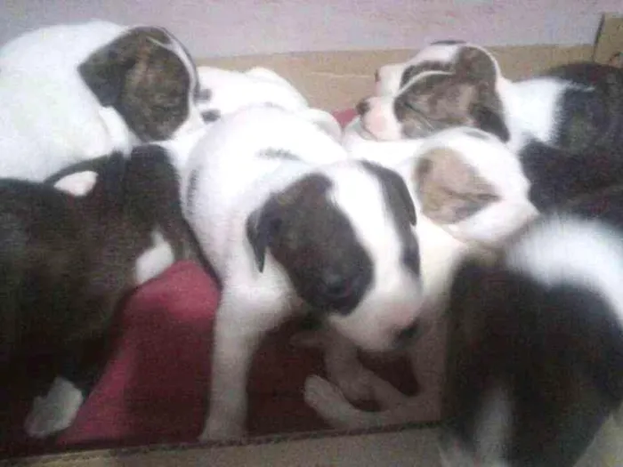 Cachorro ra a Mistura de Pit Bull idade 2 a 6 meses nome Não tenho nome ainda