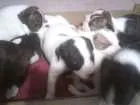 Cachorro raça Mistura de Pit Bull idade 2 a 6 meses nome Não tenho nome ainda