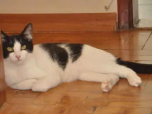 Gato raça N/D idade 5 anos nome Drummond