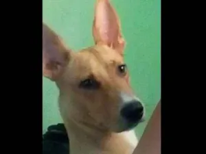 Cachorro raça SRD idade 1 ano nome Nina