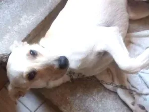 Cachorro raça Sem raça definida idade 2 a 6 meses nome Lola