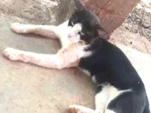 Gato raça  idade  nome Não coloquei nomes
