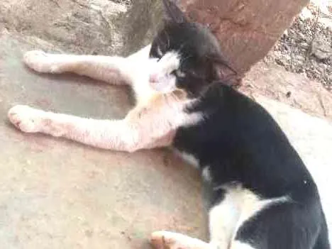 Gato ra a  idade  nome Não coloquei nomes