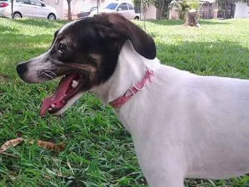 Cachorro ra a SRD idade 7 a 11 meses nome Lia