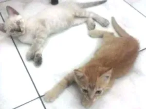 Gato raça vira-lata idade 2 a 6 meses nome Mingau e Nestor