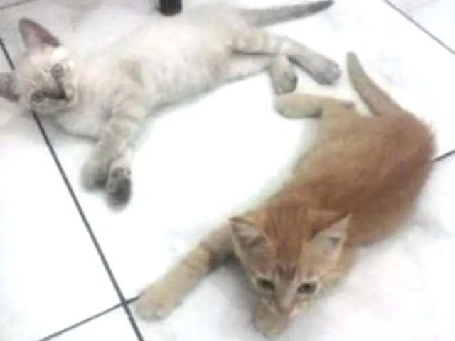 Gato ra a vira-lata idade 2 a 6 meses nome Mingau e Nestor