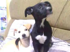 Cachorro raça SRD idade 2 a 6 meses nome Vários