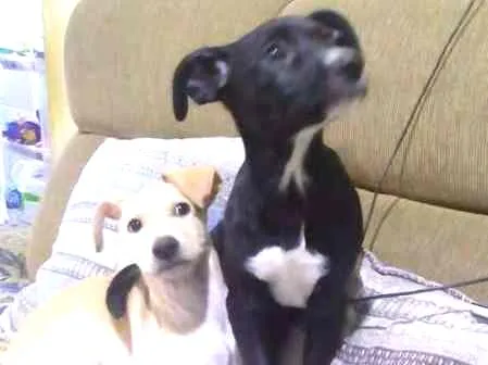 Cachorro ra a SRD idade 2 a 6 meses nome Vários