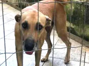 Cachorro raça Vira Lata idade 2 anos nome Boca