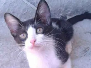 Gato raça não sei idade 2 a 6 meses nome Sandrinha