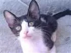 Gato raça não sei idade 2 a 6 meses nome Sandrinha