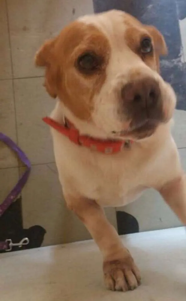 Cachorro ra a Beagle idade  nome Não sabemos
