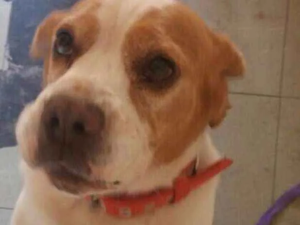 Cachorro ra a Beagle idade  nome Não sabemos